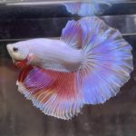 betta363