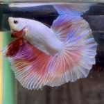 betta363