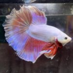 betta363