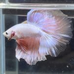 betta366