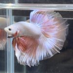 betta366