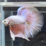 betta366