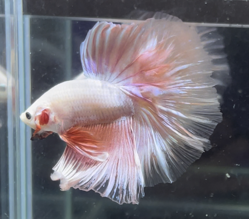 betta366