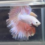 betta366