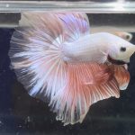 betta366