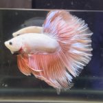 betta367