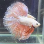 betta367