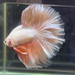 betta367