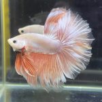 betta367