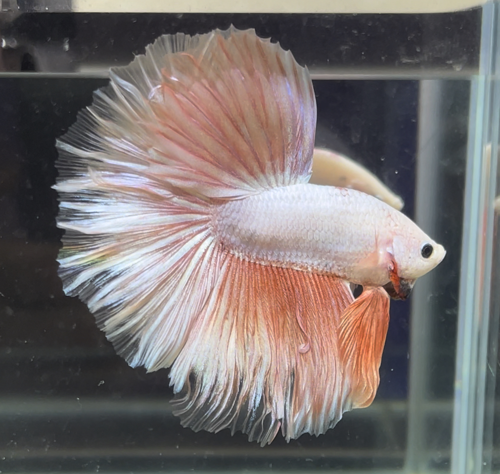 betta367