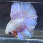 betta368