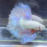 betta368