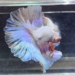 betta368