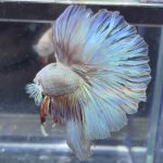 betta368