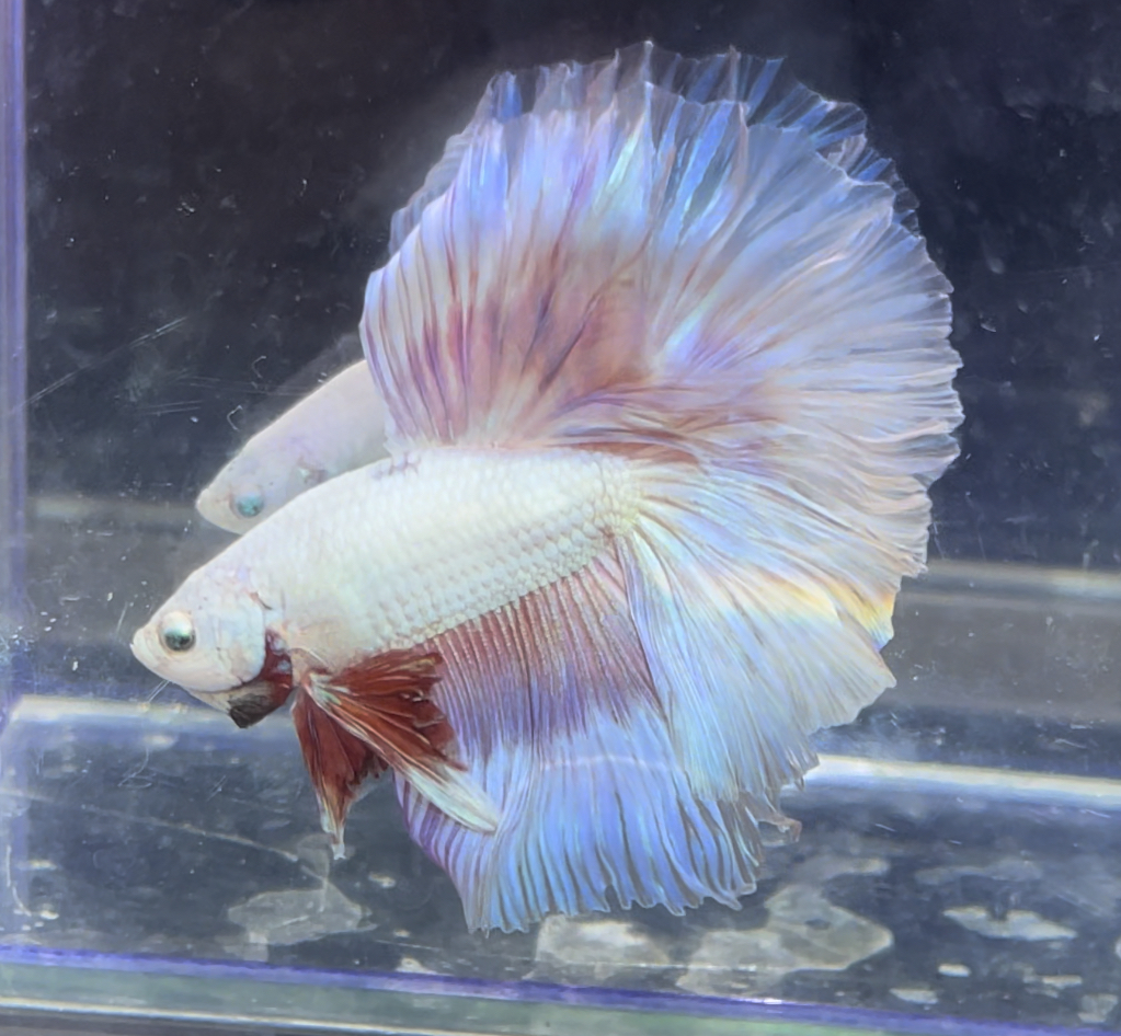 betta368