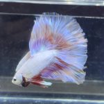 betta368