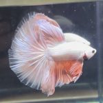 betta369