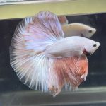 betta369