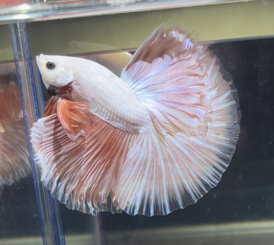 betta369