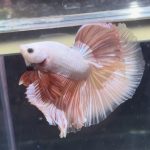 betta369
