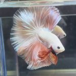 betta369