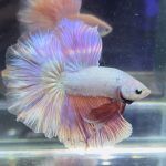 betta370