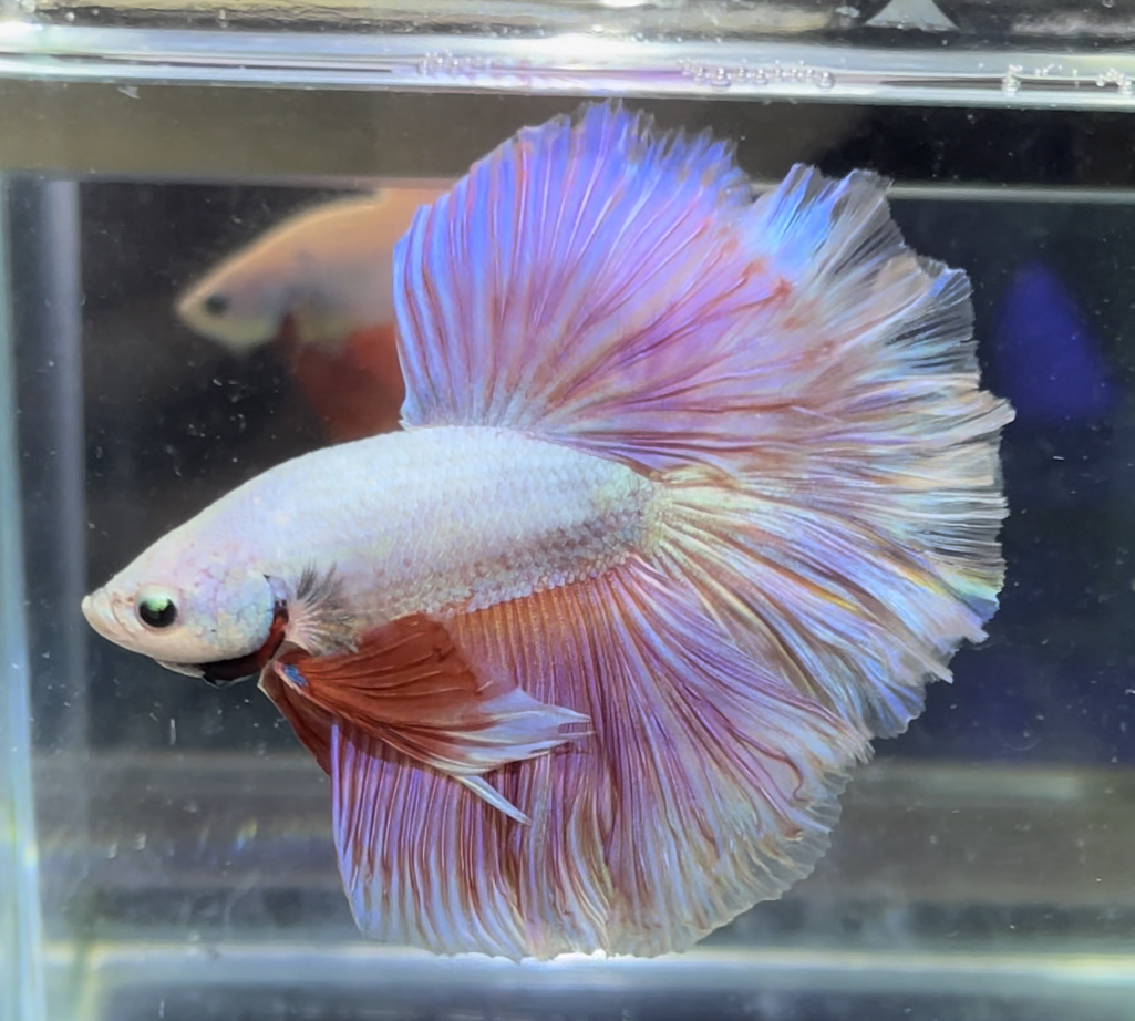 betta370