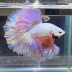 betta370