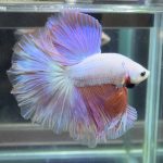 betta370