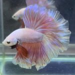 betta370