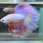betta370