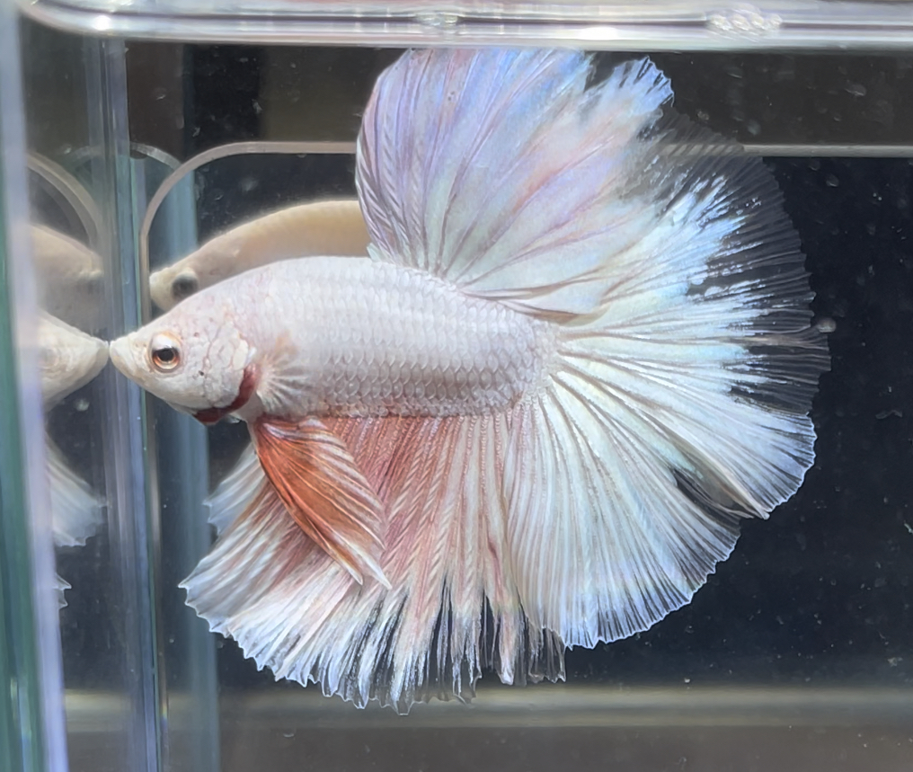 betta371