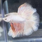 betta371