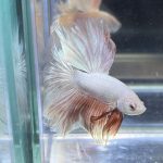 betta371