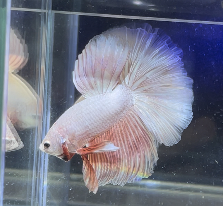 betta372