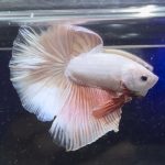 betta372