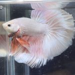 betta372