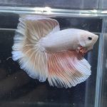 betta372