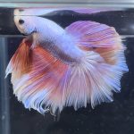 betta373