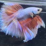 betta373