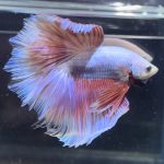betta373