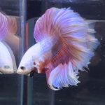 betta373