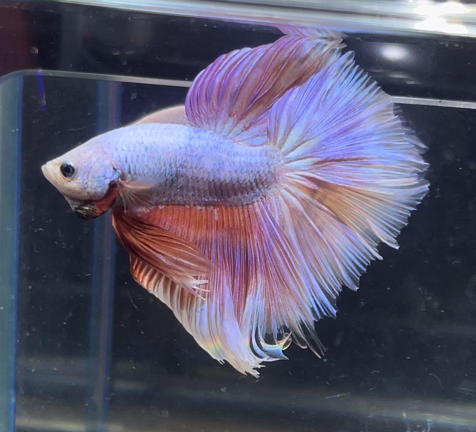 betta373