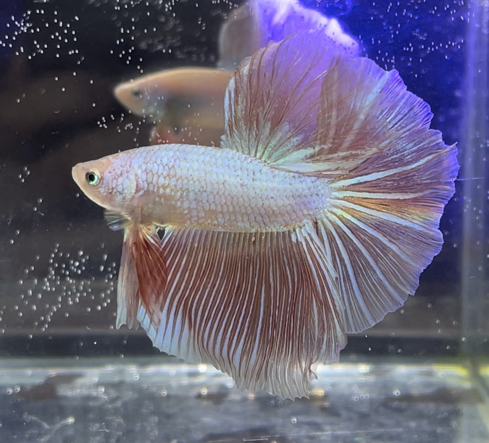 betta374