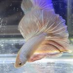 betta374