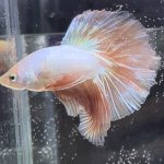 betta374