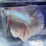 betta374