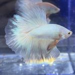 betta375