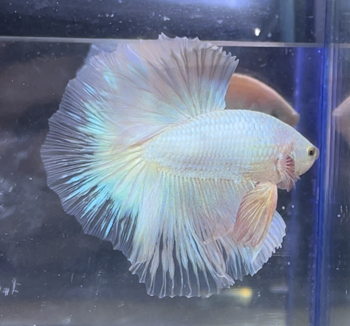 betta375