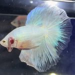 betta375
